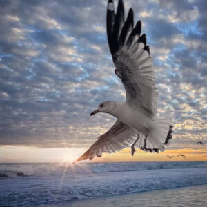 rising-into-the-light